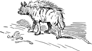 Do jakého řádu patří hyena: Pohled do taxonomie divokého světa