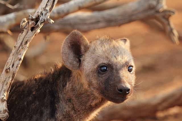 Kdo loví hyeny: Boj o přežití v divočině