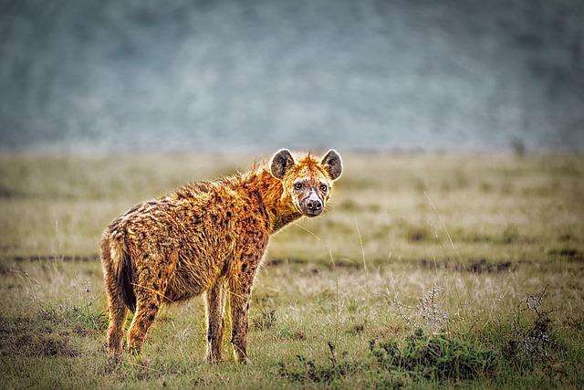 Kdy dospívá samice hyeny: Tajemství adolescence v království šelem