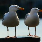Kočkovitá šelma s plovacími blanami: Fascinující adaptace