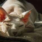 Kanadský sphynx: Vše, Co Potřebujete Vědět o Této Přátelské Kočce