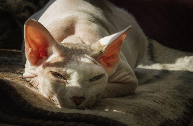 Kanadský sphynx: Vše, Co Potřebujete Vědět o Této Přátelské Kočce