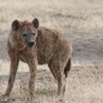 Hyena čabraková: Největší šelmičí druh v Africe 21 Hyena čabraková: Největší šelmičí druh v Africe