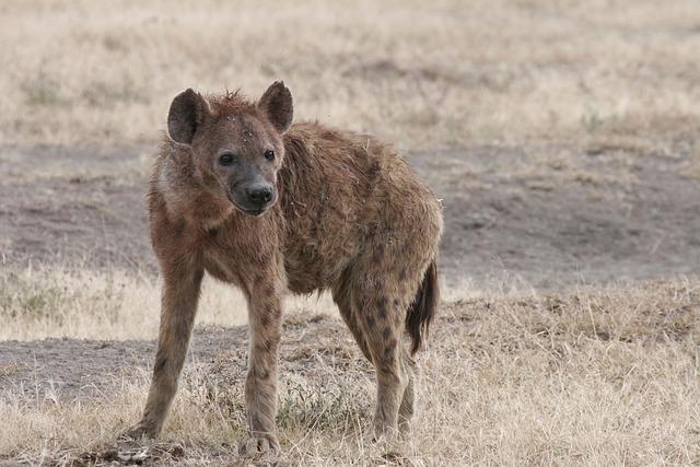 Hyena čabraková: Největší šelmičí druh v Africe