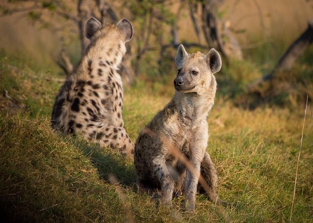 Hyena jeskynní: Tajemství podzemních obydlí šelmičí královny