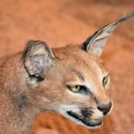 Anglicky karakal: Základy komunikace s krásným mazlíčkem