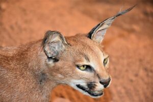 Anglicky karakal: Základy komunikace s krásným mazlíčkem