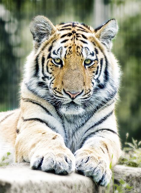 Kde žije tygr ussurijský? Odhalujeme jeho domov v divočině!