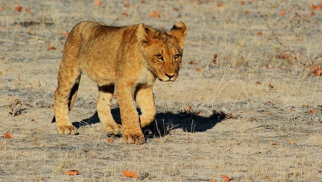 Březost lvic: Jak dlouho jsou lvi těhotní?