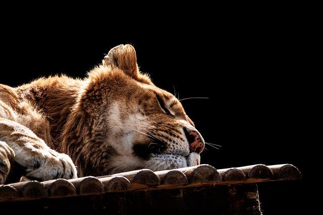 Lví spánek: Kolik hodin denně lvi spí?