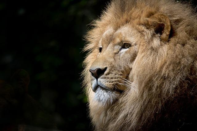 Co je na jídelníčku lva: Pestrá strava krále savany