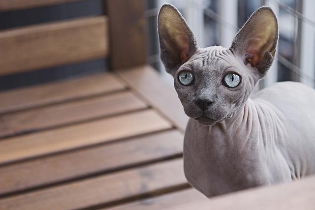 Barevná škála sphynx koček: Odvážné a Krásné Variace Bezsrstých Krás