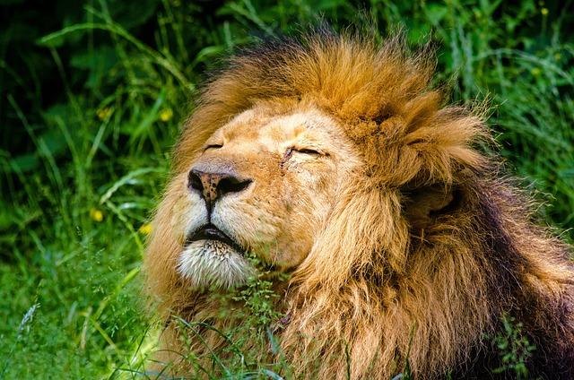 Kolik váží lví král: Vše o hmotnosti ohromující šelmy