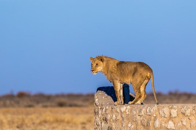 Mladý lev: Do kdy je lví mládě mladé?