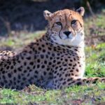 Kočkovitá šelma s chocholkou na uších: Charakteristický znak druhu