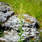 Zima s lvem: Jaké jsou zvláštnosti lvů v chladném období?
