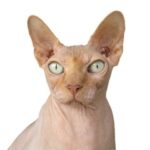 Co způsobuje ztrátu pigmentu u sphynxe: Příčiny a Řešení