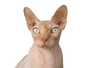 Co způsobuje ztrátu pigmentu u sphynxe: Příčiny a Řešení