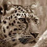 Puma vs. Levhart: Kdo je nebezpečnější? Souboj šelem!