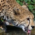 Kočkovitá šelma čelisti: Silné nástroje lovu 22 Kočkovitá šelma čelisti: Silné nástroje lovu