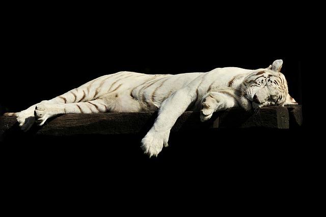Kde koupit bílého tygra? Průvodce nákupem luxusního domácího mazlíčka!