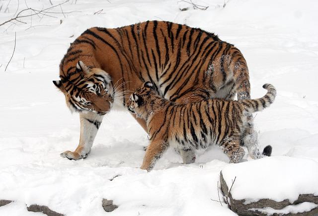 Kolik masa sežere tygr ussurijský? Neuvěřitelné množství potravy pro obřího tygra!