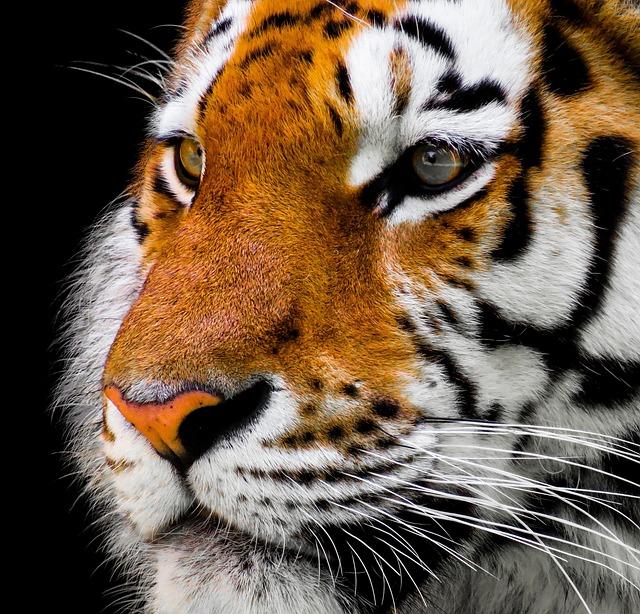 Proč je tygr oranžový? Tajemství barvy a symbolismu krále džungle!