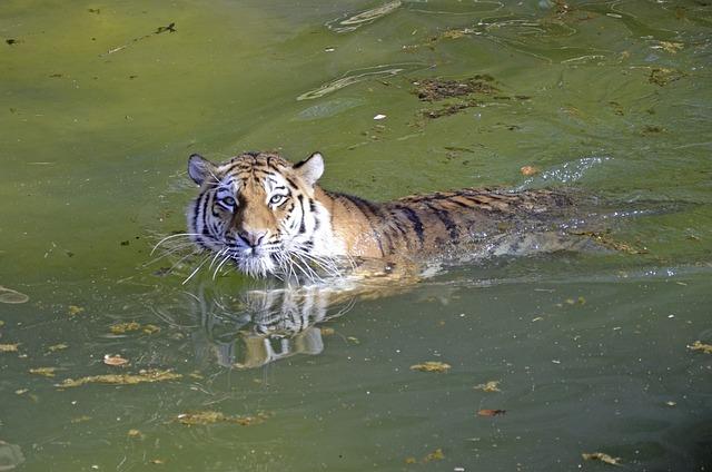 Tygr indický: Pohled do života exotického tygra v indických džunglích!