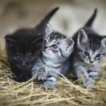 Které kočkovité šelmy vydávají zvuky: Zvukový průzkum divočiny 21 Které kočkovité šelmy vydávají zvuky: Zvukový průzkum divočiny