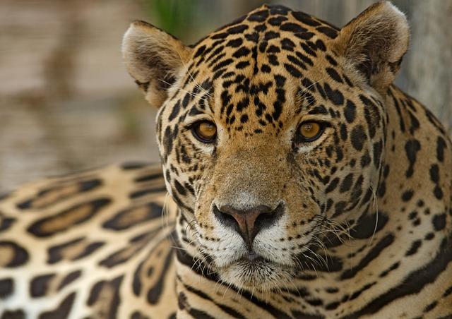 Tygr sumaterský: Exotický lovec z malých indonéských ostrovů!