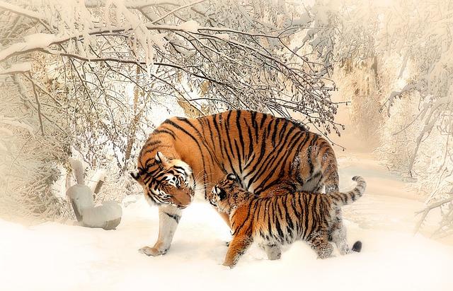 Tygr mládě: Rozkošné příběhy z kočičího školního dvora!