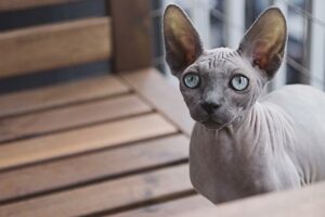 Sphynx: Styl a Pohodlí Pro Vašeho Bezsrstého Společníka 5 Sphynx: Styl a Pohodlí Pro Vašeho Bezsrstého Společníka