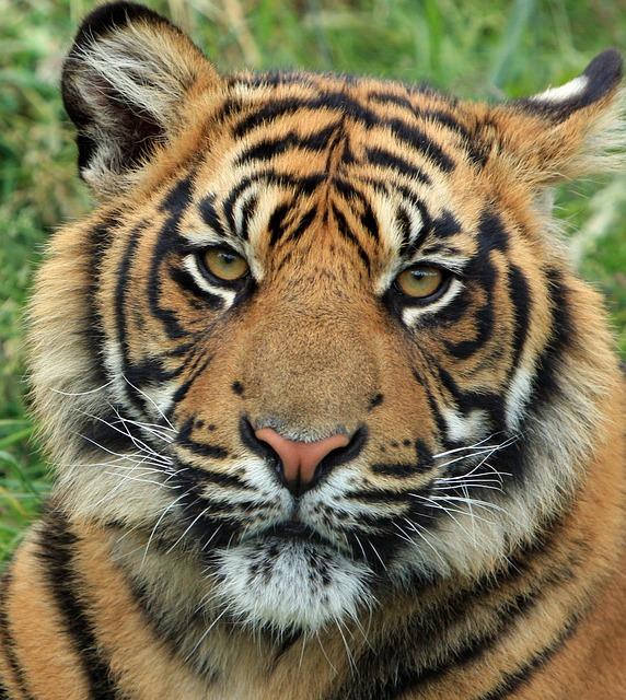 Tygr zajímavosti: Fascinující fakta, která vás zaujmou!