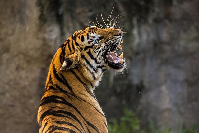 Jak se k sobě hodí tygr a zajíc? Neobvyklé setkání mezi predátorem a kořistí!