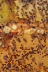 Tygr, jak se chovat: Průvodce správným chováním krále savany!