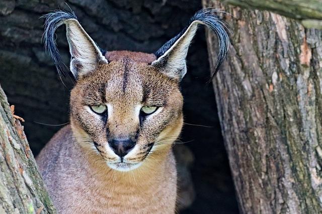 Jak rozeznat karakala od jiných kočkovitých šelem?