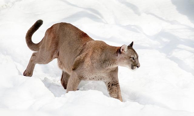 Puma - nepochybně majstr šikovný v lovu ‌a běhu