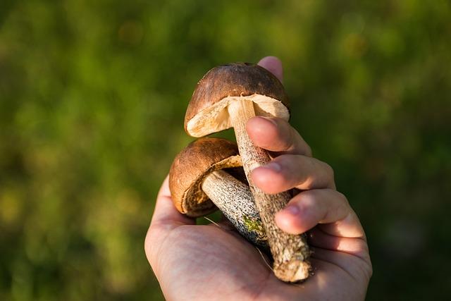 Jak poznat ořechovou otravu u vašeho mňoukajícího