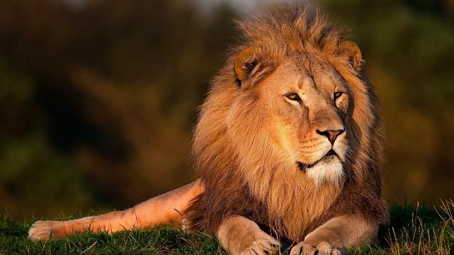 Jaká je role lvího krále v loveckých výpravách?