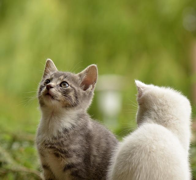 Pozoruhodné chování kočkovitých šelem v přírodě