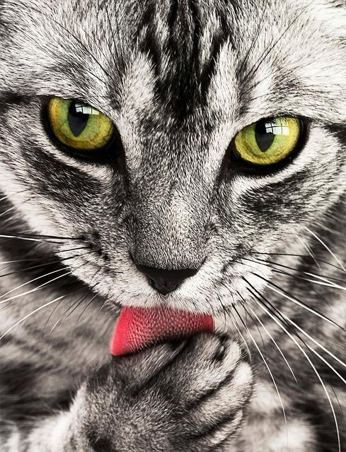 Jak rozpoznat, že vaše kočka zvrací krev