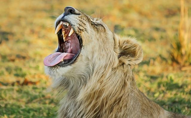 Proč je důležité podporovat ochranu lvů a jejich prostředí