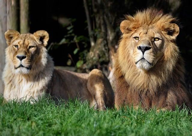 Jak chránit populaci lvů a jejich prostředí