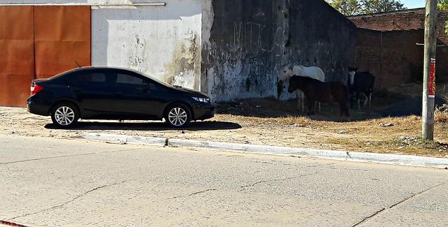 Zajímavé skutečnosti o bengálských kočkách