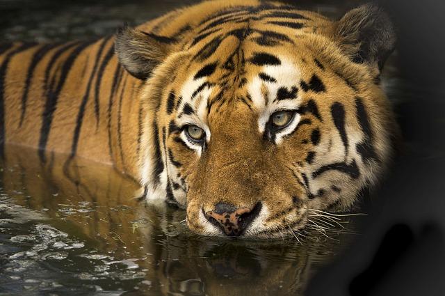 Jak zachovat respekt a ochranu při setkání s tygrem džunglovým
