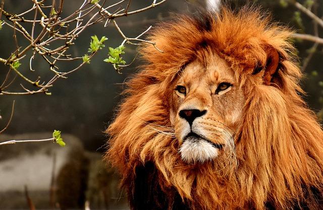 Jaké jsou nejlepší druhy lvích domácích mazlíčků a jak vybrat toho správného pro vás