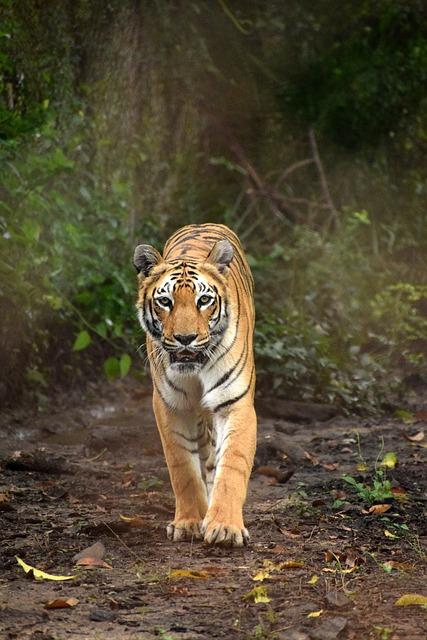 Jak můžeme chránit tygry indické před pytláctvím a nelegálním obchodem?