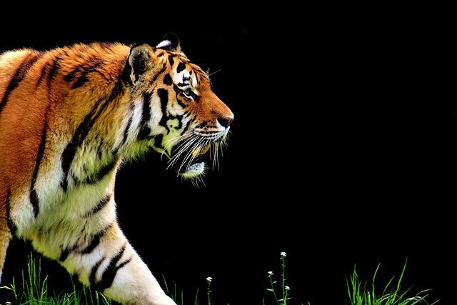 Není krásnějšího zvířete: dokonalá struktura tygří srsti
