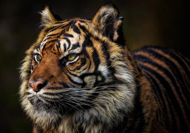 Tygr sumaterský ve světle vědeckého výzkumu: up-to-date studie