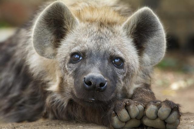 Hyena čabraková: Charakteristika a biologie